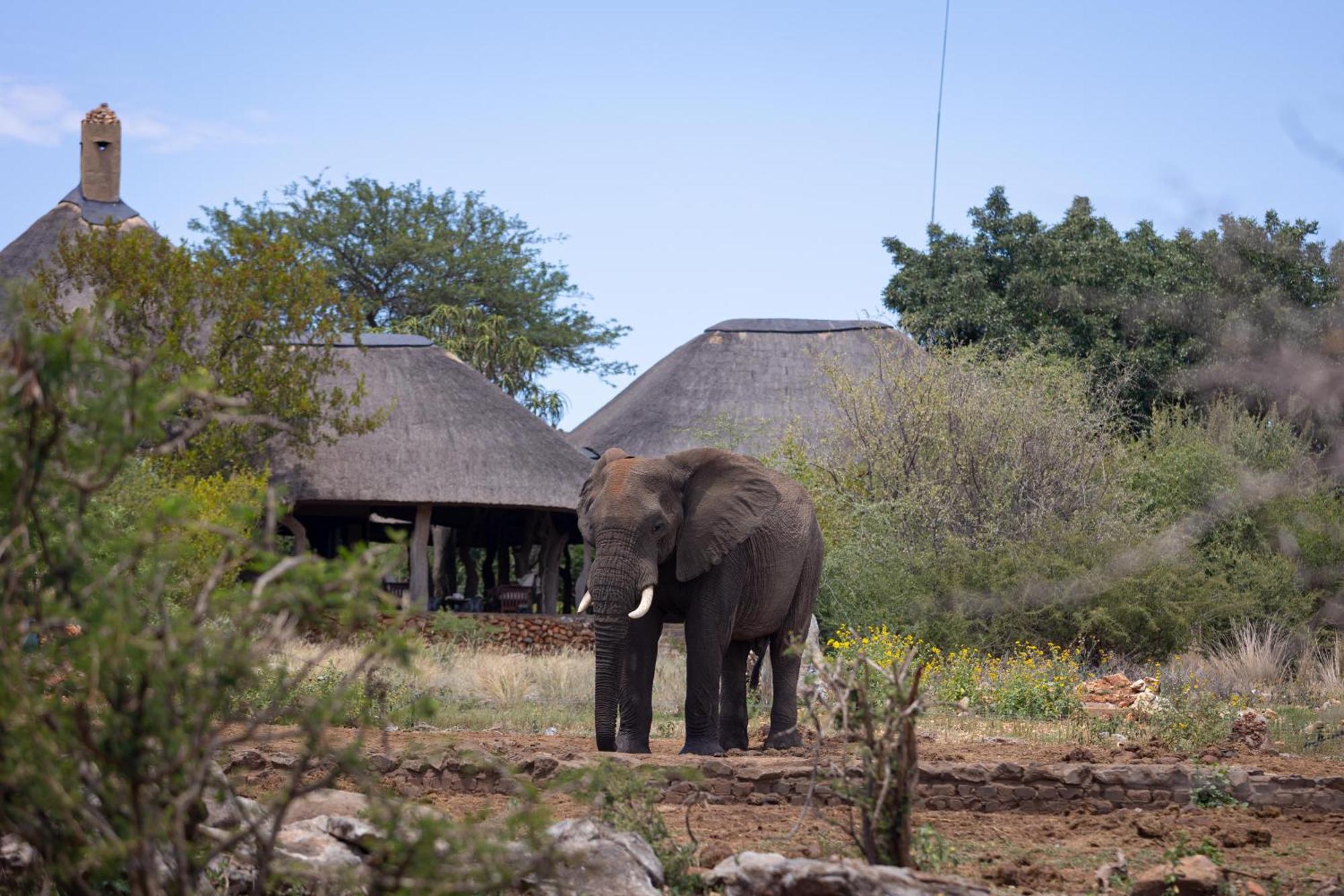 Rhulani Safari Lodge Madikwe Game Reserve Eksteriør billede