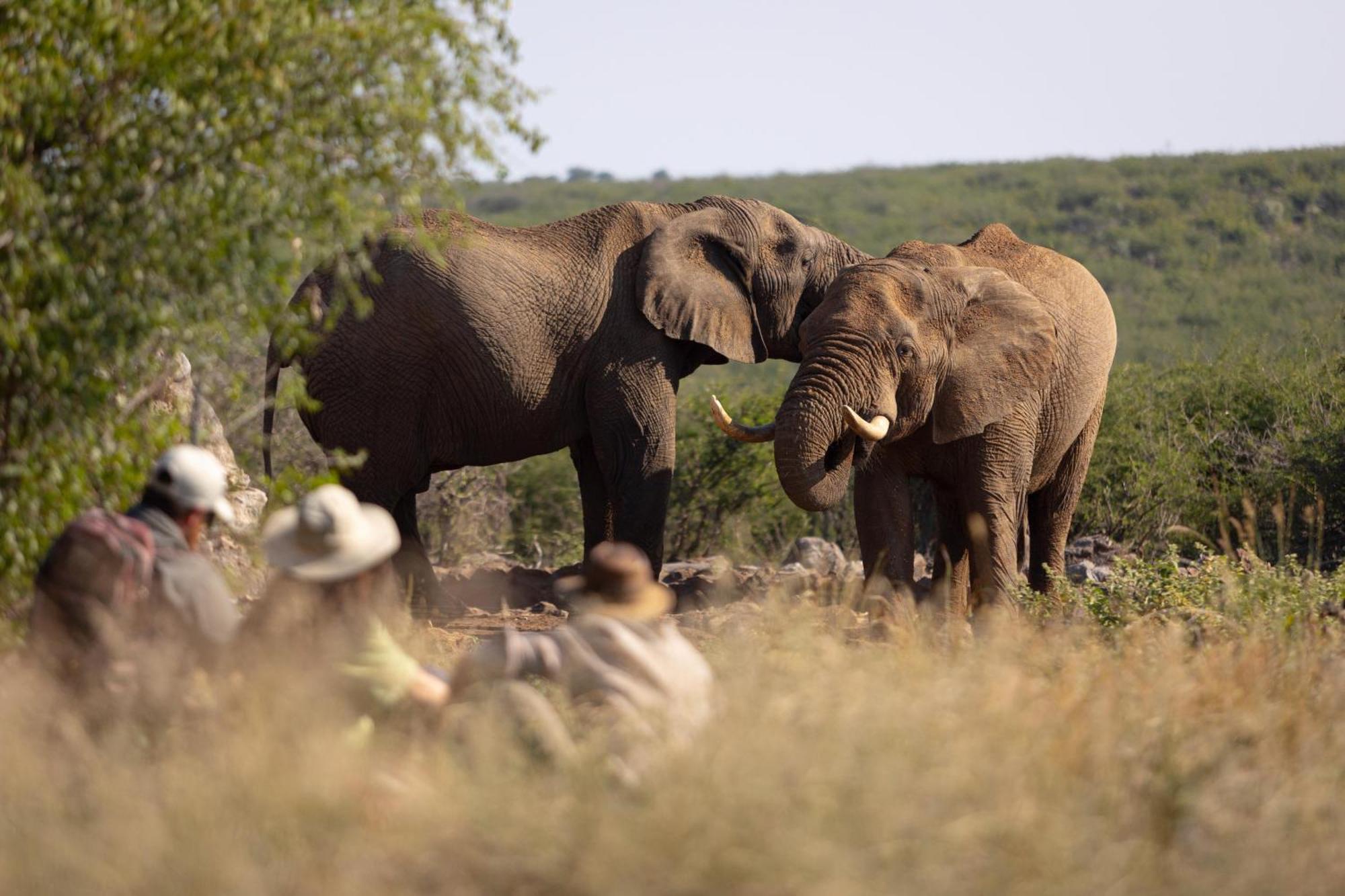 Rhulani Safari Lodge Madikwe Game Reserve Eksteriør billede