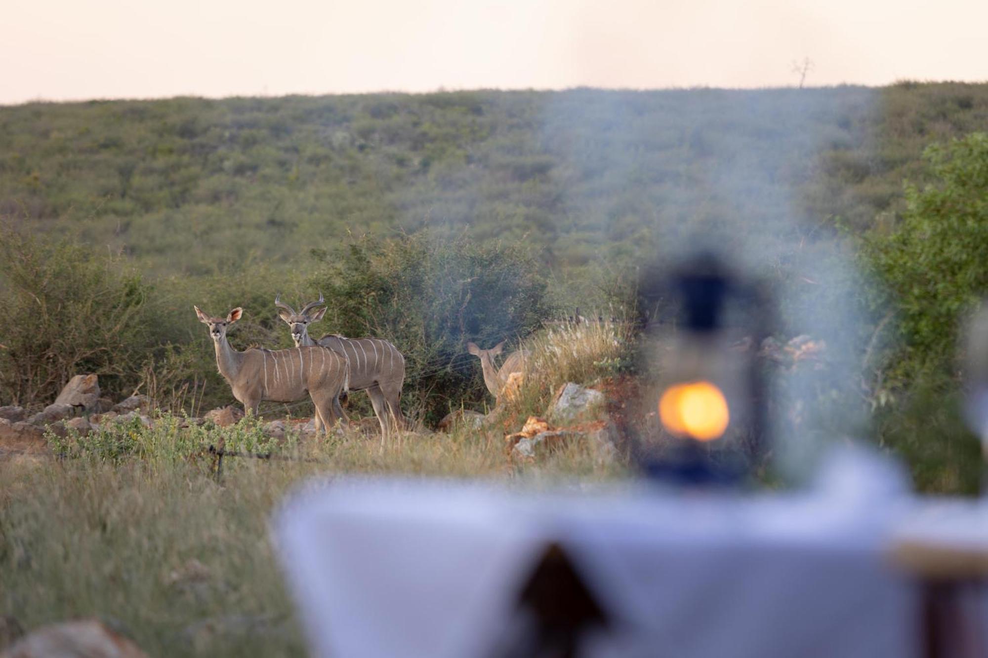 Rhulani Safari Lodge Madikwe Game Reserve Eksteriør billede